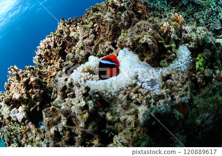 西表島的海，小丑魚和海葵 120889617