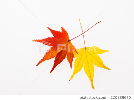 楓葉工作室攝影 120889670