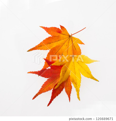 楓葉工作室攝影 120889671