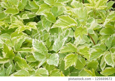 多彩的葉子 120889672