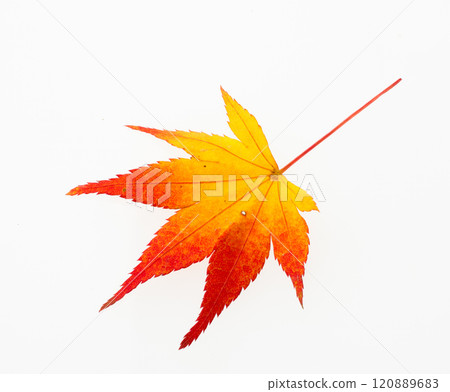 楓葉工作室攝影 楓葉工作室攝影 120889683