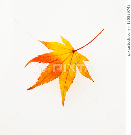 楓葉工作室攝影 楓葉工作室攝影 120889742