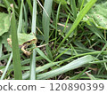 Tree frog's perspective 120890399