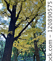 Ginkgo trees that turn yellow 120890575