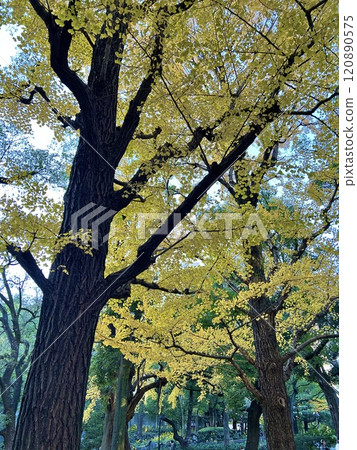 Ginkgo trees that turn yellow 120890575