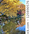 Yellow ginkgo trees and a pond 120890576