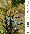 Ginkgo trees that turn yellow 120890577