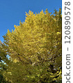Yellow ginkgo trees and the sky 120890578