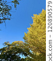 Yellow ginkgo trees and the sky 120890579