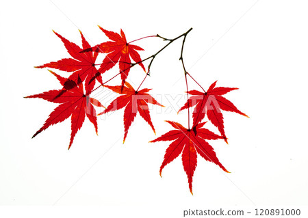 Photo of autumn leaves through the sunlight and white background material Photo of autumn leaves through the sunlight and white background material 120891000