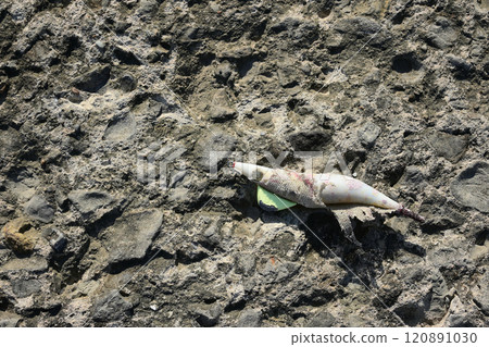 Abandoned Egi 120891030