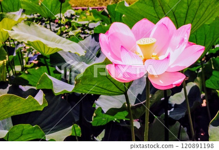 風景與蓮花 120891198