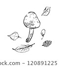 Polish mushroom with autumn leaves, hand drawn in graphic style. Mushroom and leaves for design. Vector illustration 120891225