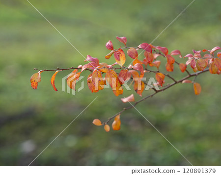 Autumn foliage of the Japanese quince in late autumn Autumn foliage of the Japanese quince in late autumn 120891379