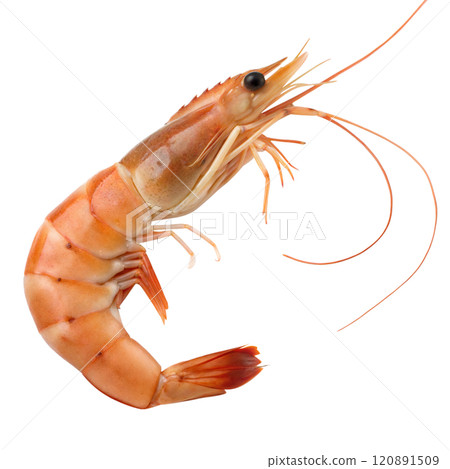 Fresh Cooked Shrimp 120891509