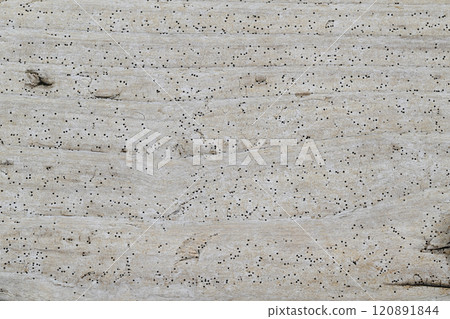 Seaside driftwood [background material] 120891844