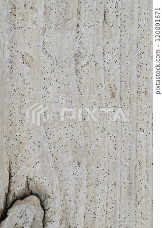 Seaside driftwood [background material] 120891871