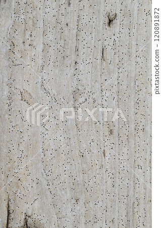 Seaside driftwood [background material] 120891872