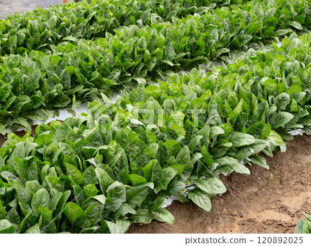 Spinach field 120892025