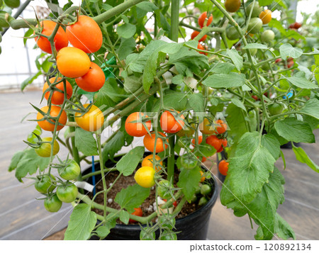 Growing cherry tomatoes in pots 120892134