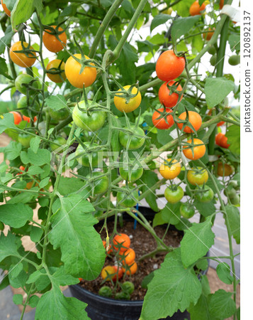 Growing cherry tomatoes in pots 120892137
