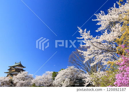 Cherry blossoms at Takashima castle Cherry blossoms at Takashima castle 120892187