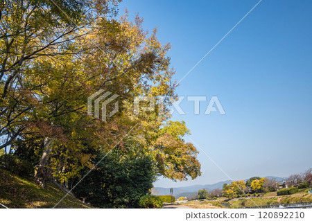 Kamo River (Kamogawa) scenery in early winter, colorful trees, Kyoto City 120892210
