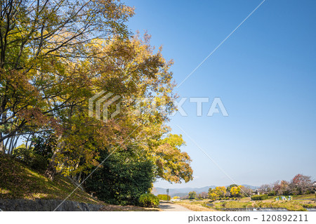 Kamo River (Kamogawa) scenery in early winter, colorful trees, Kyoto City 120892211