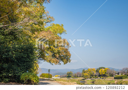 Kamo River (Kamogawa) scenery in early winter, colorful trees, Kyoto City 120892212