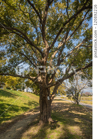 初冬的鴨川（鴨川）風景，樹木變色，京都市 120892216