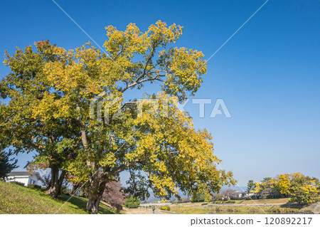 Large tree on the bank of the Kamo River in early winter, Kyoto City 120892217