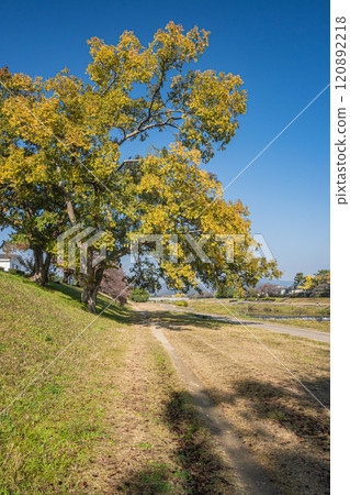 Large tree on the bank of the Kamo River in early winter, Kyoto City 120892218