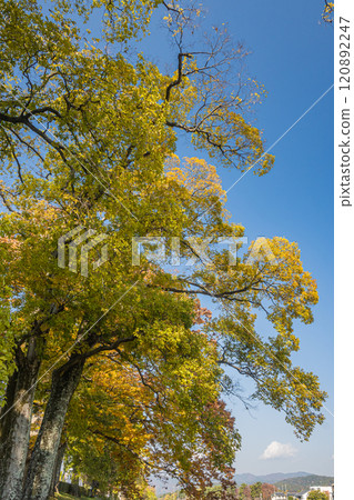 Early winter scenery of Kamo River (Kamogawa River) - Zelkova trees lined up in Kyoto City 120892247