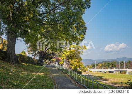 Kamo River (Kamogawa) scenery in early winter, Kyoto City 120892248