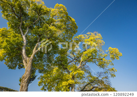 Kamo River (Kamogawa) scenery in early winter, colorful trees, Kyoto City 120892249