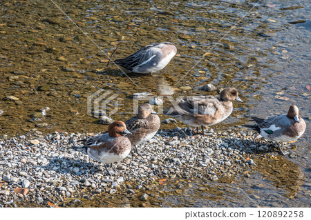 鴨川上的 Wigeon 120892258