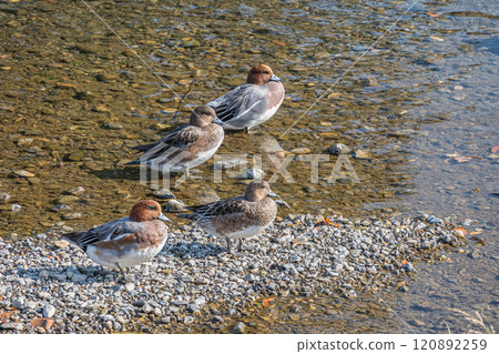 Wigeon on the Kamo River 120892259