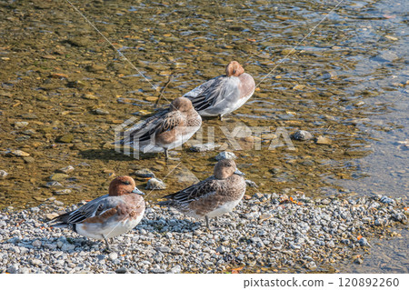 Wigeon on the Kamo River Wigeon on the Kamo River 120892260