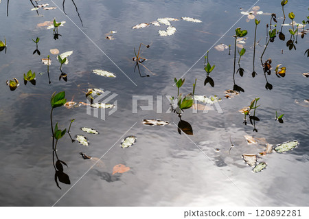 Water plants in lotus pond Water plants in lotus pond 120892281