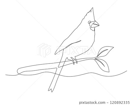 Cardinal one continuous line illustration. Hand drawn doodle sketch of bird on branch 120892335