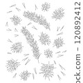 Pine branch with needles, pine needles for winter and Christmas decor. Graphic illustration hand drawn with black ink. Set of isolated objects 120892412