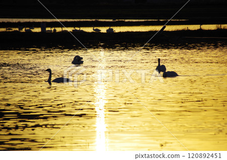 A flock of swans relaxing in winter. A beautiful view of the surface of a rice paddy shining golden in the setting sun. A flock of swans relaxing in winter. A beautiful view of the surface of a rice paddy shining golden in the setting sun. 120892451