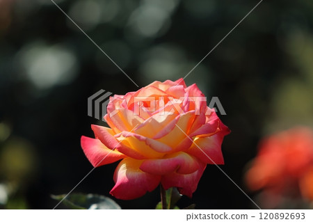荒尾市少女公民花壇玫瑰花, 荒尾市少女公民花壇玫瑰花, 120892693