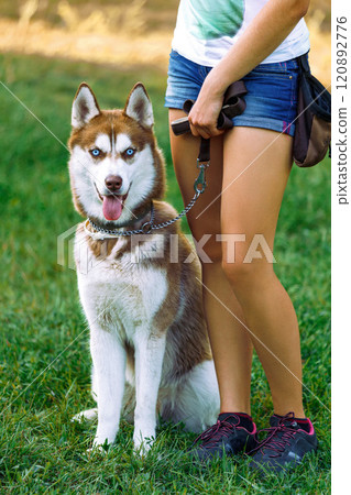 Siberian husky sitting in grass outdoors and the owner yuth girl holding the dog's leash in her hand 120892776