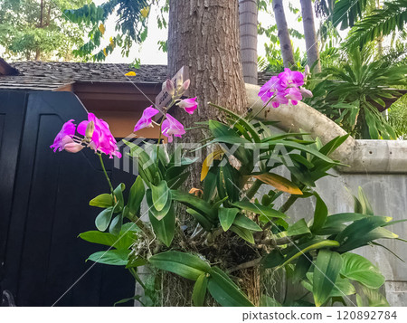 pink Vibrant orchids on tree, lush tropical foliage. High quality photo pink Vibrant orchids on tree, lush tropical foliage. High quality photo 120892784