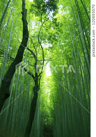 Arashiyama竹樹叢在京都 Arashiyama竹樹叢在京都 120893070