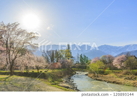 Oide公園盛開 120893144