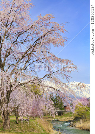 Oide Park in full bloom 120893154