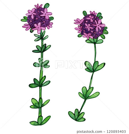 Thyme flowers with pink blooms and vibrant green leaves watercolor illustration. Composition of flowers, rose buds, foliage, and greenery. Herbal botanical drawing, isolated on a white background 120893403