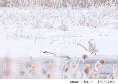 隆冬時節，大天鵝在北海道千歲市舊長門沼澤展翅飛翔 [1 月] 120893408